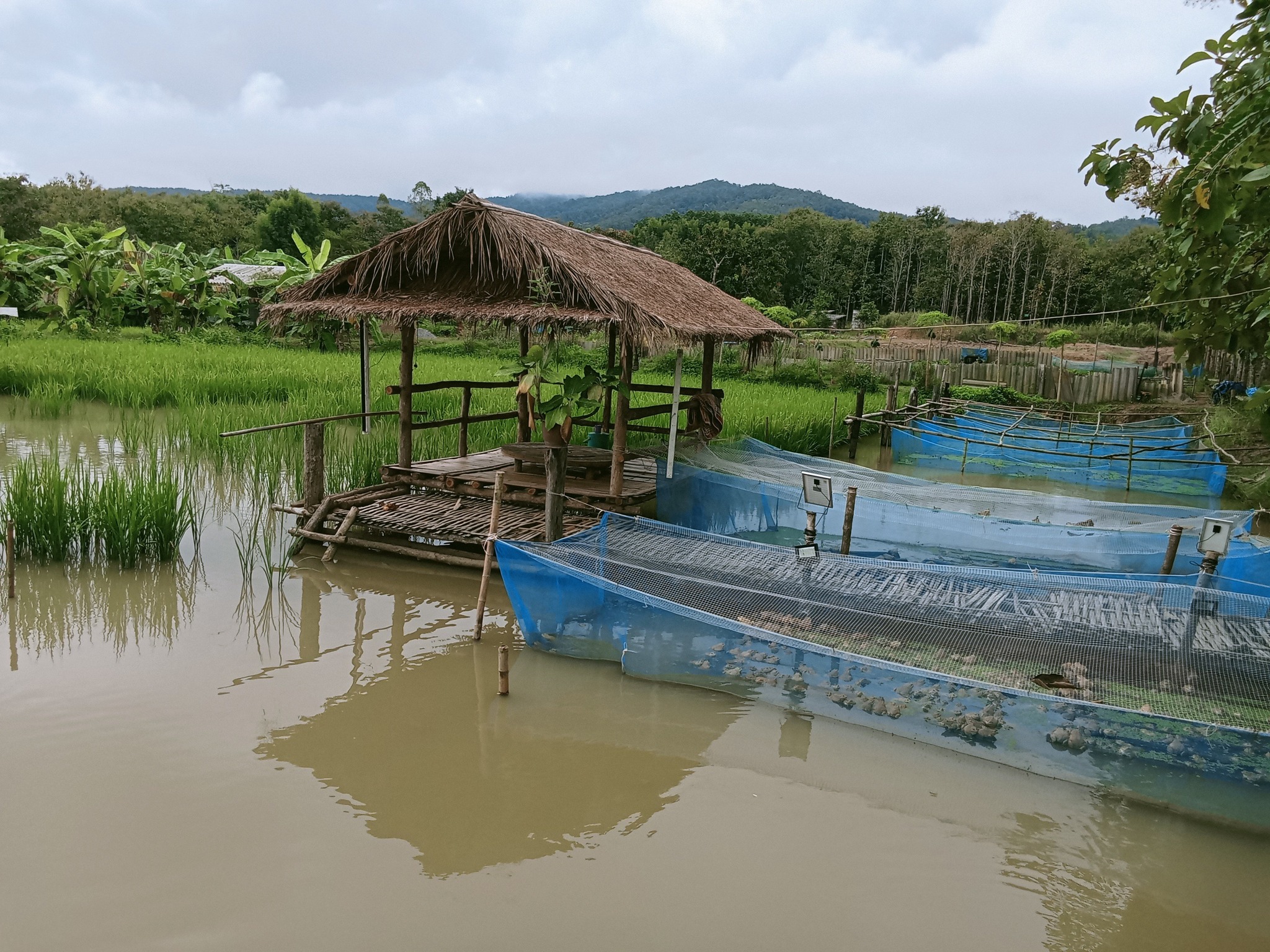 ศูนย์เรียนรู้เศรษฐกิจพอเพียง โคก หนอง นา โมเดล นายกิตตินันท์ บรรจง